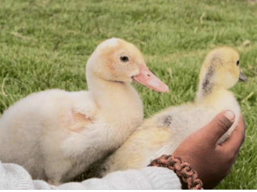 Photo of ducks in Azul Wasi